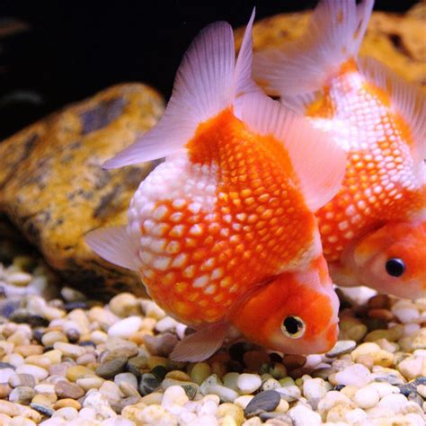 Buy The Best Stuff For Your Pets Online Pet Goldfish Goldfish