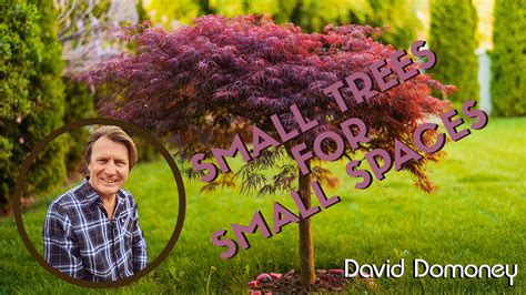 Best Small Trees For Small Gardens Uk Bios Pics