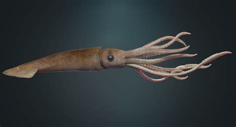 Giant Squid on Behance