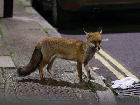 Urban Red Foxes ‘becoming More Similar To Domesticated Dogs Express