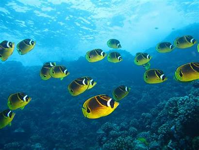 Underwater Fish Ocean Tropical Reef Sea Fishes