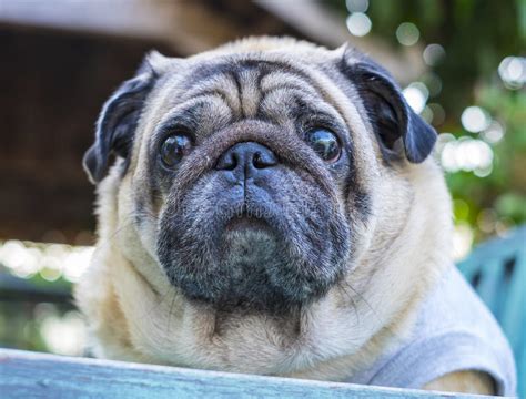 Head Shot Of Fat Pug Dog Stock Image Image Of Serious 66449555