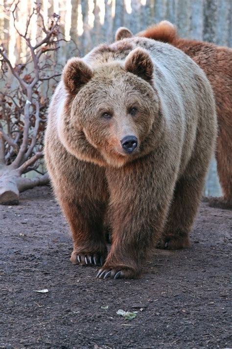 Huge Brown Bear In Russia Photorator
