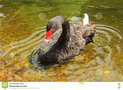 Black Swan Stock Photo Image Of Beautiful Black Beauty 75989558