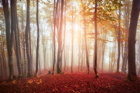 Colorful Autumn Trees In Foggy Mystical Forest Natural Autumn
