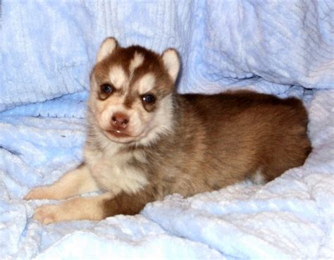Cute Puppy Dogs Brown Siberian Husky Puppies
