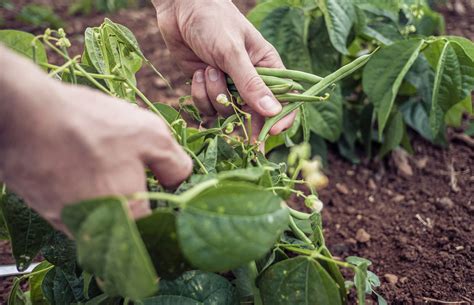 Green beans should be harvested before you notice any bulge in the pod. Growing Green Beans - Requirements - Harvesting - Tips
