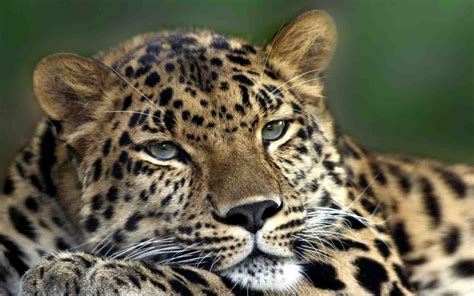 10 Definitions Of What Critically Endangered Means