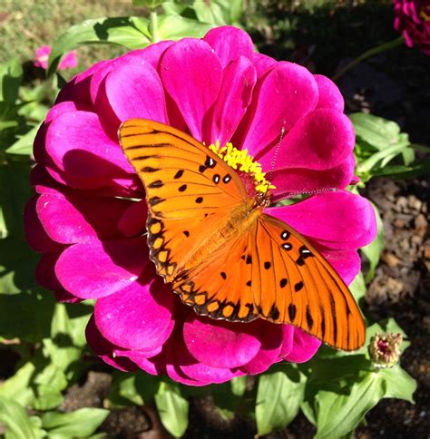 Butterfly In My Zinnia Garden Beautiful Butterflies Beautiful Flowers