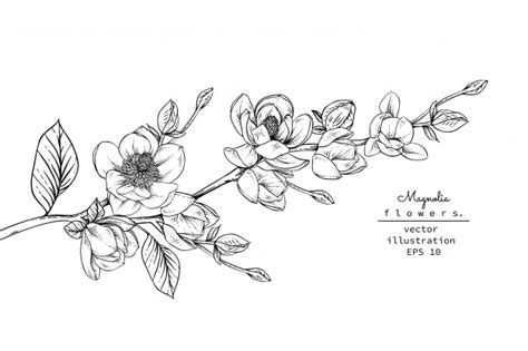 See more of miranda fiori disegni on facebook. Disegni di fiori di magnolia. | Vettore Premium