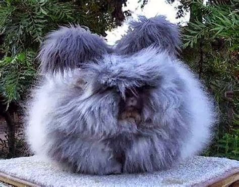 Mail2day Large Fluffy Angora Breed Bunnies 12 Pics