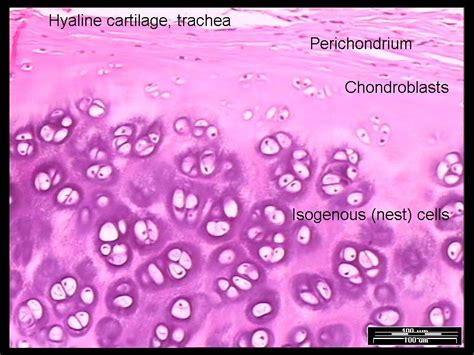 Hyaline Cartilage Histology
