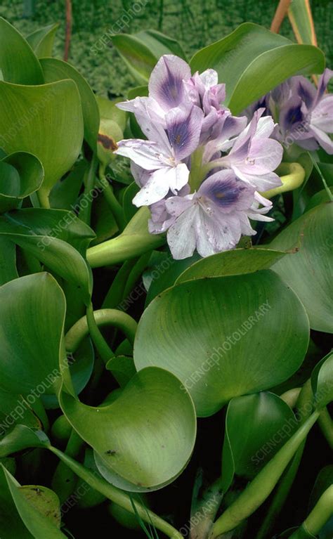 Eichhornia Crassipes Water Hyacinth Stock Image B8080222