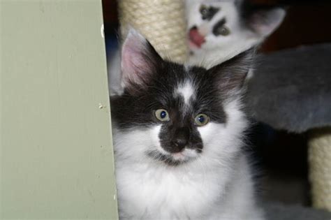 Norwegian Forest Kittens For Sale Adoption From Nyora Victoria Adpost