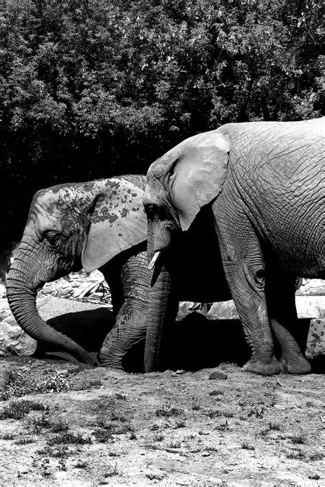 Gajah Afrika Foto Gratis Di Pixabay Pixabay