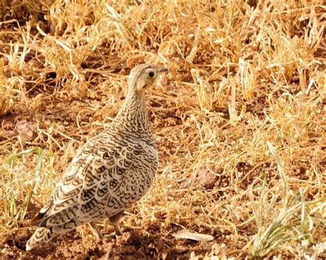 Black Faced Sandgrouse Facts Diet Habitat And Pictures On Animaliabio