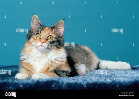 Norwegian Forest Cat Silver Tortie White Stock Photo Alamy