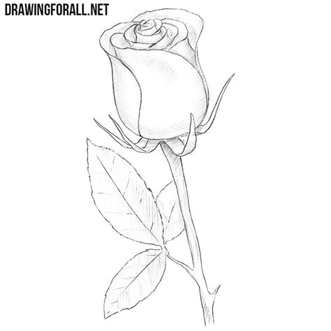How To Draw A Rose Simple How To Draw A Rose