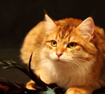 The siberian cat is highly affectionate with family and playful when they want to be. siberian cats