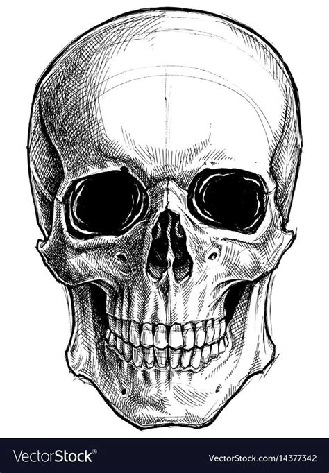 Skull Drawing Line Work Vector Image On Vectorstock Skeleton Drawings