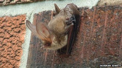 Attenborough Nature Reserve Bird Hide To Boost Bats Bbc News