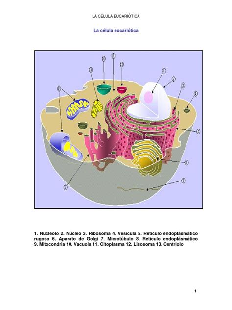La CÉlula Eucariota Pdf Membrana Celular Ribosoma