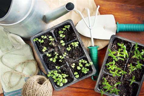 Samenstelling Met Zaailingen Voor Overplanting En Tuinhulpmiddelen