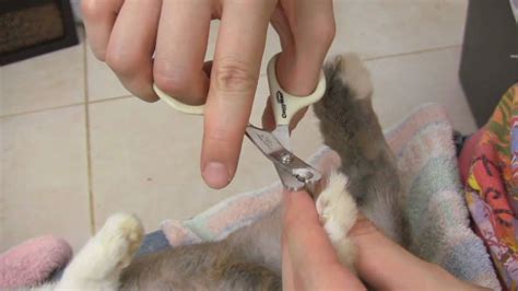 I've heard that rabbits make good meat, but it's hard to imagine raising a rabbit as a pet if you are planning to butcher it. How to Trim your Rabbit's Nails - Teeny's Tips - YouTube