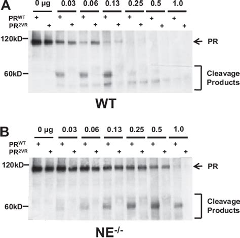 Figure 1 From A Protease Resistant Pml Rar Alpha Has Increased