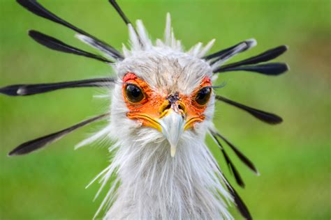 🔥 This Is The Secretary Bird They Look Like Eagles In The Body But Have Crane Like Legs Giving
