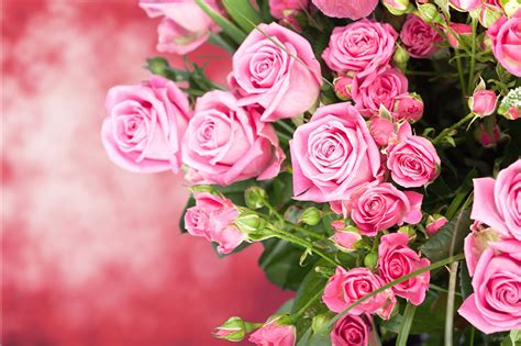Pictures Roses Pink Color Flowers