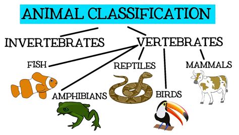 Cbm Ceip Pintor Pedro Cano Animal Classification For Children