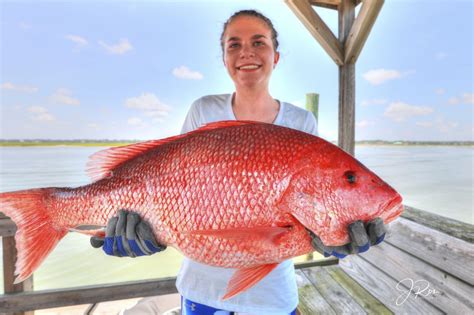 Check out our locations page to view locations of snapper kiosks and retailers. Lainey Rosenberg, 15, Genuine American Red Snapper, on the ...