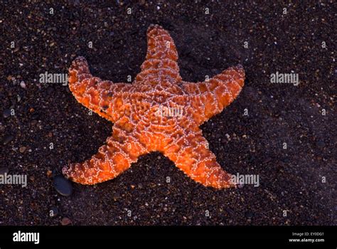 Starfish On Rialto Beach Olympic National Park Washington Stock Photo