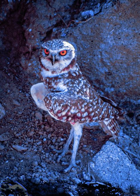 Burrowing Owl Photograph By John Jenkins Fine Art America