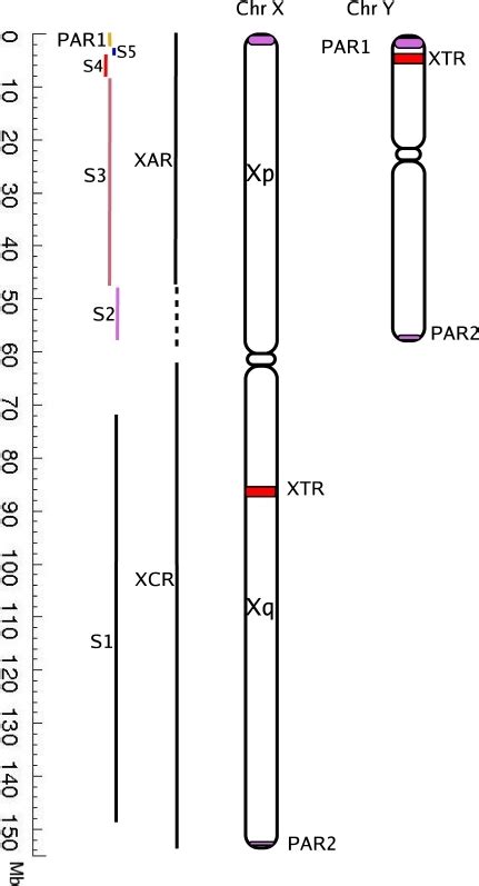 Schematic Representation Of Human Sex Chromosomesthe E Open I