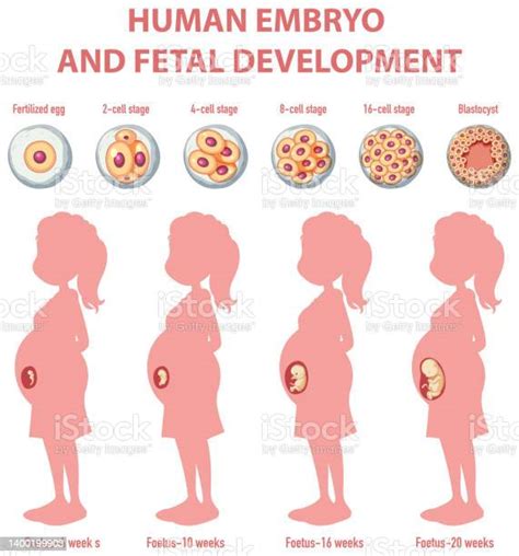 Human Embryonic Development In Human Infographic Stock Illustration