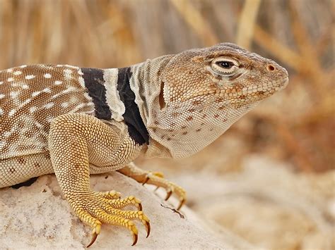 Mojave Black Collared Lizard Life List Blog Posts