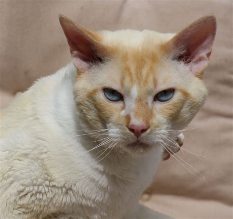 Erfahren sie im steckbrief alles zu herkunft, charakter, wesen, haltung und pflege der katzenrasse cornish rex. German rex | Rex katzen, Katzen, Rassekatzen
