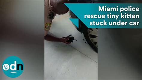 Miami Police Rescue Tiny Kitten Stuck Under Car Youtube