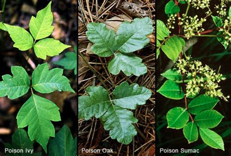 Poison Ivy Oak And Sumac Valumed Pharmacy