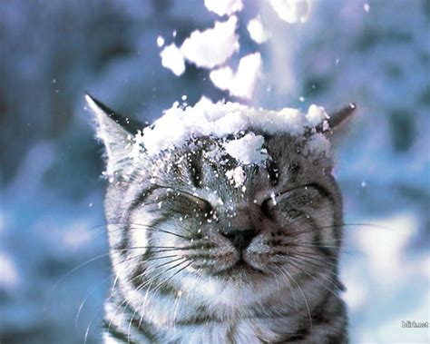 Funny Snow Cat Computer Desktop Background Wallpaper
