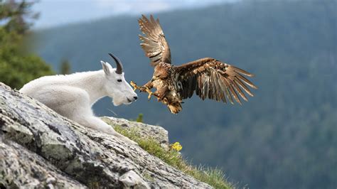 How Eagle Attack Mountain Goat Success Youtube