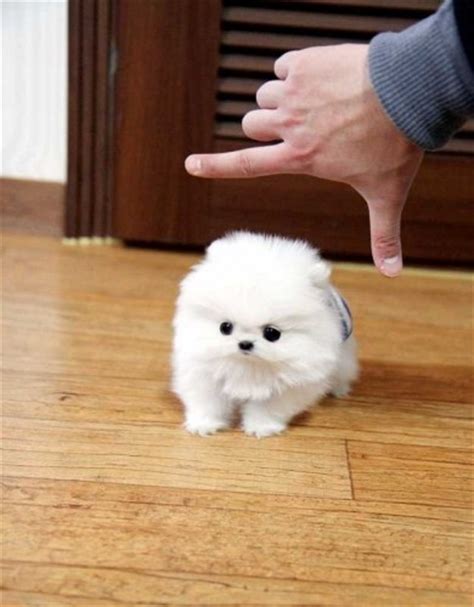 5 kg da adulti insù maschi e femmine colore. micro tiny teacup pomeranian | Animals | Pinterest | I ...