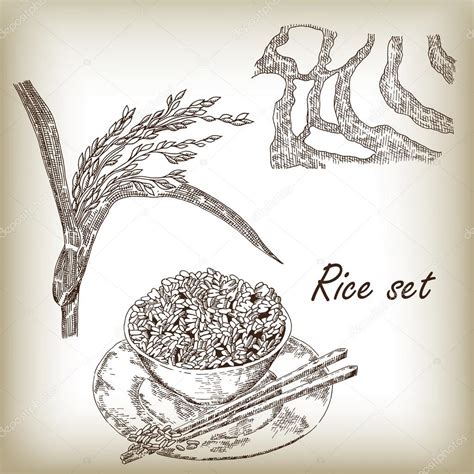 Rice Set Vector Illustration Stock Vector Image By ©jka 82639730