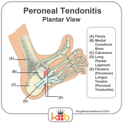 Tendon Diagram Bottom Of Foot Anatomy Fa02 Foot Anatomy Muscle