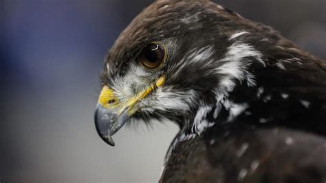 Friday Round Up Geekwire Profiles Seahawks Mascot Taima The Hawk