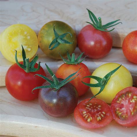 Heirloom Cherry Blend Tomato Cherrygrape Tomato Seeds Totally Tomatoes