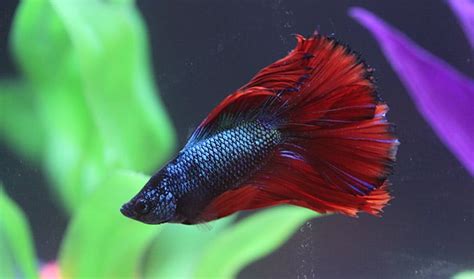 Why Do Betta Fish Change Color And Losing Colors