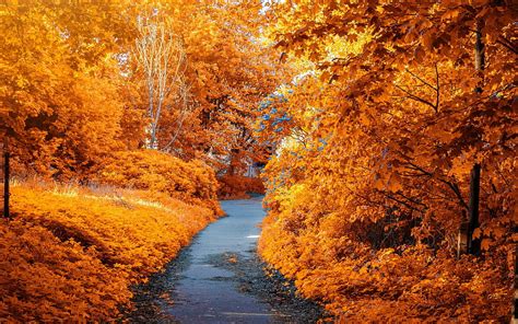 3840x2400 Park Trees Foliage Autumn Pathway Leaves Ultra 1610
